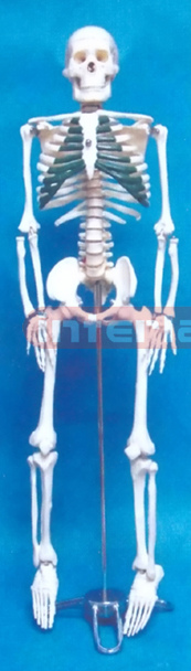 85 CM TALL, ADULT COLOURED CARTILAGE SKELETON WITH INFLEXIBLE SPINE, SPINAL NERVES, LUXURY STAND.